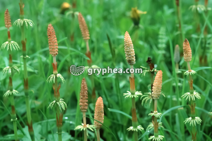 Prêle des bois - axes fertiles (Equisetum sylvaticum) - gryphea.com